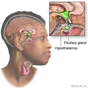 hypothalamus-pituitary